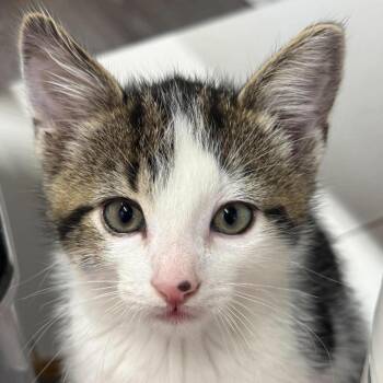 Atreyu -  Domestic Short Hair Cat for Adoption in Woodstock, Ontario - Atreyu | PetCurious