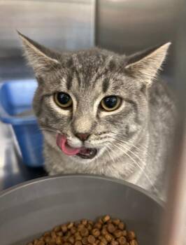 Domestic Short Hair Cats Available for Adoption in Dayton, Minnesota - Kai Opaka | PetCurious