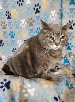 Precious -  Domestic Short Hair Cat for Adoption in Wabash, Indiana - Precious | PetCurious