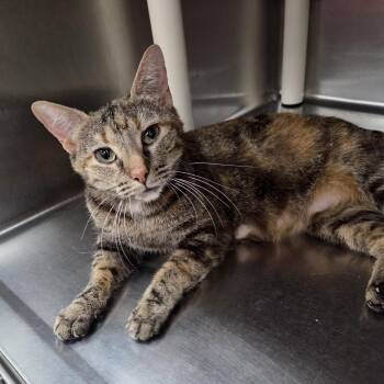 Domestic Short Hair Cats Available for Adoption in Parsons, Kansas - Gemma | PetCurious