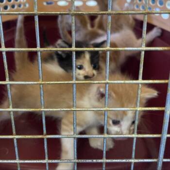 Persimmon -  Domestic Short Hair Cat for Adoption in Long Beach, California - Persimmon | PetCurious