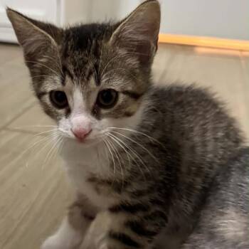 Bun 26-06-132 -  Domestic Short Hair Cat for Adoption in Bastrop, Texas - Bun 26-06-132 | PetCurious