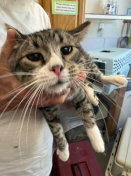 Rescue Tabby Cats for Adoption in Emmett, Idaho - Benny | PetCurious