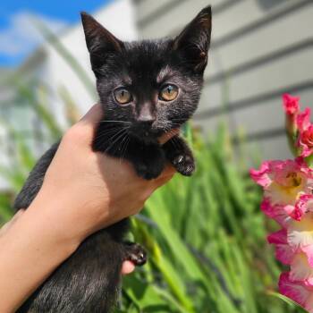 Evelyn -  Domestic Short Hair Cat for Adoption in Southington, Ohio - Evelyn | PetCurious