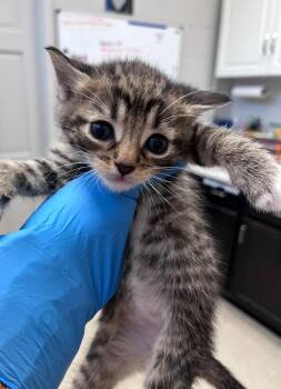 Flik -  Domestic Short Hair Cat for Adoption in Cincinnati, Ohio - Flik | PetCurious