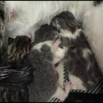 Domestic Short Hair Cats Available for Adoption - Maple | PetCurious