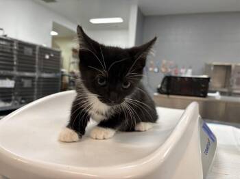A1924844 -  Domestic Short Hair Cat for Adoption in Thousand Palms, California - A1924844 | PetCurious