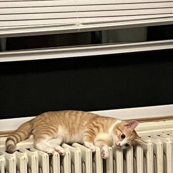 Chewie -  Domestic Short Hair Cat for Adoption in Buffalo, New York - Chewie | PetCurious
