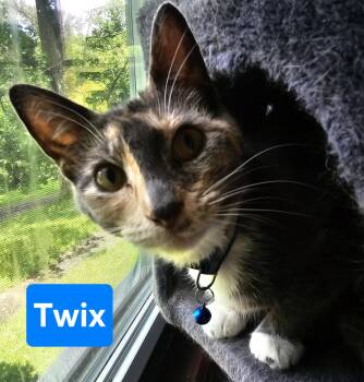 Rescue Domestic Short Hair Cats for Adoption in Greensburg, Pennsylvania - Twix | PetCurious