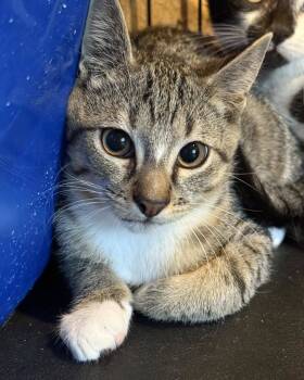 Rescue Tabby Cats for Adoption in Capshaw, Alabama - ANDY | PetCurious