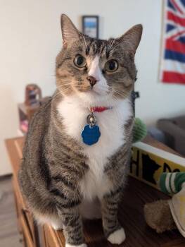 Bonnie -  Domestic Short Hair Cat for Adoption in Dayton, Minnesota - Bonnie | PetCurious