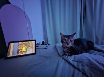 Nori -  Bengal Cat for Adoption in Montreal, Quebec - Nori | PetCurious