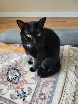 Rescue Domestic Short Hair Cats for Adoption in Beverly, Massachusetts - Marcy | PetCurious