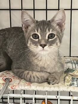 Domestic Short Hair Cats Available for Adoption - Trout | PetCurious