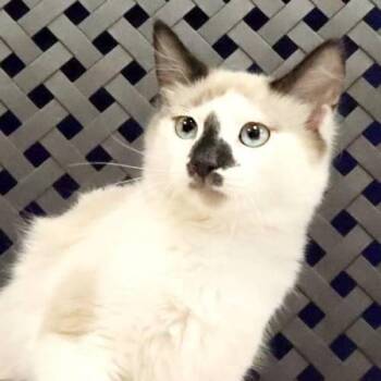 Sir Tommy -  Siamese Cat for Adoption in Midland, Texas - Sir Tommy | PetCurious