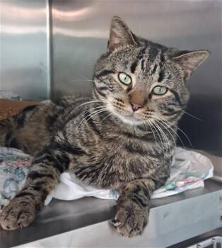 Domestic Short Hair Cats Available for Adoption - BIG POPPA | PetCurious