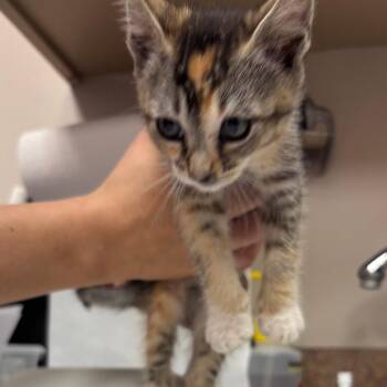 Bellingham -  Domestic Short Hair Cat for Adoption in Goleta, California - Bellingham | PetCurious