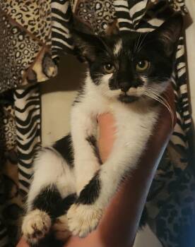 Rescue Domestic Short Hair Cats for Adoption in Mount Pleasant, Texas - Gizmo | PetCurious
