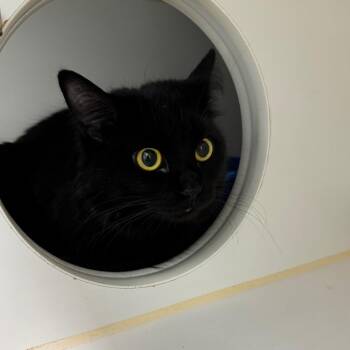 Domestic Medium Hair Cats Available for Adoption in Clavet, Saskatchewan - Calli | PetCurious