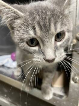 Rescue Domestic Short Hair Cats for Adoption in Spencer, Indiana - Flash | PetCurious