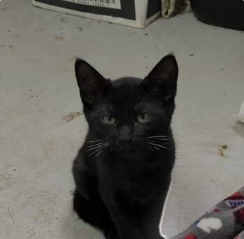 Rescue Domestic Short Hair Cats for Adoption in Greenville, South Carolina - Ruby - SL | PetCurious