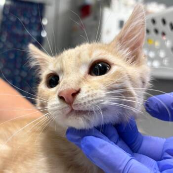 Dreamsicle -  Domestic Short Hair Cat for Adoption in Summerville, South Carolina - Dreamsicle | PetCurious