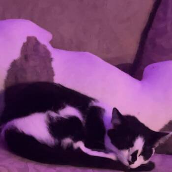 Domestic Short Hair Cats Available for Adoption in Roanoke, Virginia - Tiana | PetCurious