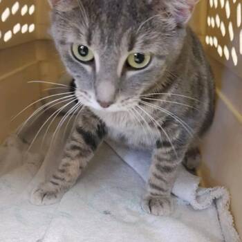 Shadow -  Domestic Short Hair Cat for Adoption in Ashtabula, Ohio - Shadow | PetCurious