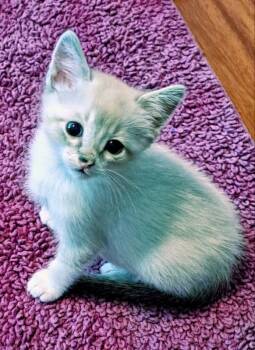 Etsy -  Snowshoe and Siamese Cat for Adoption in Rosenberg, Texas - Etsy | PetCurious