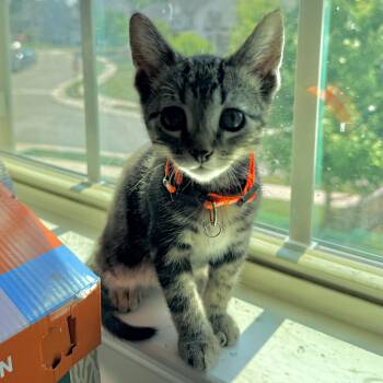 Huckleberry -  Domestic Short Hair Cat for Adoption in Richmond, Virginia - Huckleberry | PetCurious