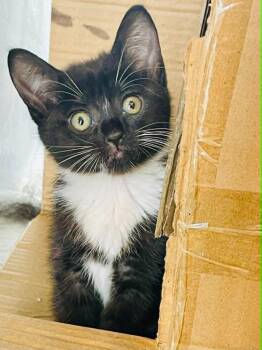 Vogue -  Domestic Short Hair Cat Available for Adoption in Nashville, Georgia - Vogue | PetCurious
