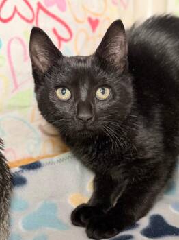 Mars -  Domestic Short Hair Cat Available for Adoption in Menomonie, Wisconsin - Mars | PetCurious
