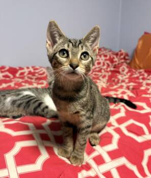 BABY GRACE -  Domestic Short Hair Cat for Adoption in Hagerstown, Maryland - BABY GRACE | PetCurious