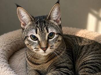Vixen -  Tabby Cat for Adoption in Great Neck, New York - Vixen | PetCurious