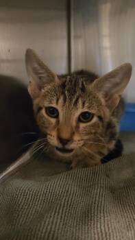 Tabasco -  Domestic Short Hair Cat for Adoption in Charleston, South Carolina - Tabasco | PetCurious