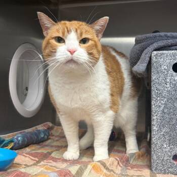 Edith Marmalade C12598 -  Domestic Short Hair Cat for Adoption - Edith Marmalade C12598 | PetCurious