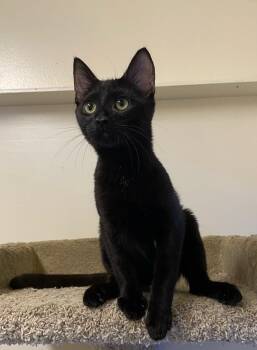 Roswell -  Domestic Short Hair Cat for Adoption in Los Angeles, California - Roswell | PetCurious