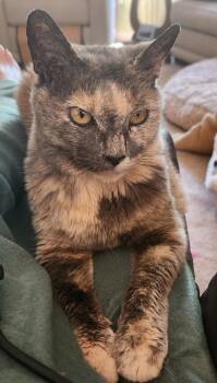 Rescue Domestic Short Hair Cats for Adoption in Leesburg, Virginia - Ida | PetCurious
