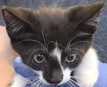 Perry -  Domestic Short Hair Cat for Adoption in Brenham, Texas - Perry | PetCurious