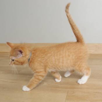 Heavy Metal C69562 -  Domestic Short Hair Cat for Adoption in Minnetonka, Minnesota - Heavy Metal C69562 | PetCurious