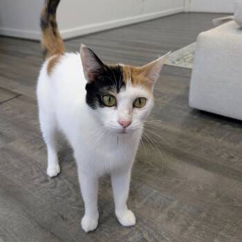 Rescue Domestic Short Hair Cats for Adoption in Fairfax Station, Virginia - Maggie - Dubai | PetCurious