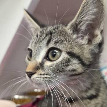 Ghost Pepper -  Domestic Short Hair Cat for Adoption in Voorhees Township, New Jersey - Ghost Pepper | PetCurious