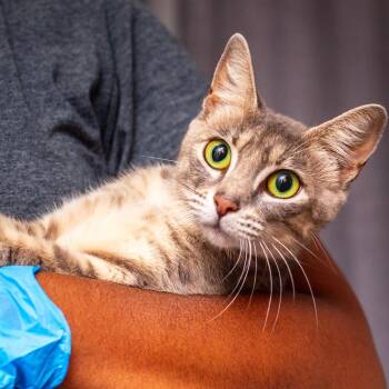 Sandy Cheeks -  Domestic Short Hair Cat for Adoption in Hattiesburg, Mississippi - Sandy Cheeks | PetCurious