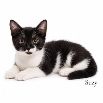 Suzy -  Domestic Short Hair Cat for Adoption in Stevensville, Michigan - Suzy | PetCurious
