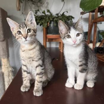 Jack -  Domestic Short Hair Cat for Adoption in Laramie, Wyoming - Jack | PetCurious