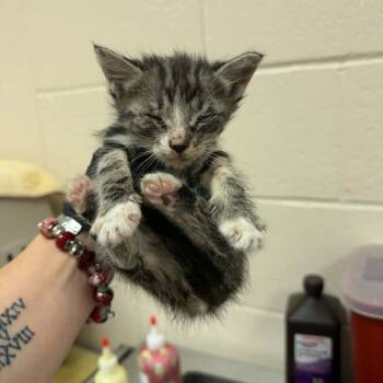 Sting Ray -  Domestic Short Hair Cat for Adoption in Reno, Nevada - Sting Ray | PetCurious