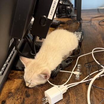 Arctic White -  American Shorthair Cat for Adoption in Freeport, Florida - Arctic White | PetCurious