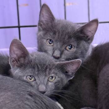 Rescue Domestic Short Hair Cats for Adoption in Redwood Valley, California - Flambeau | PetCurious