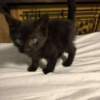 Pudding (rt) -  Domestic Short Hair Cat for Adoption in White Bluff, Tennessee - Pudding (rt) | PetCurious