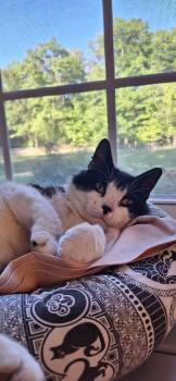 Figuero  -  Domestic Short Hair Cat Available for Adoption in North East, Maryland - Figuero  | PetCurious
